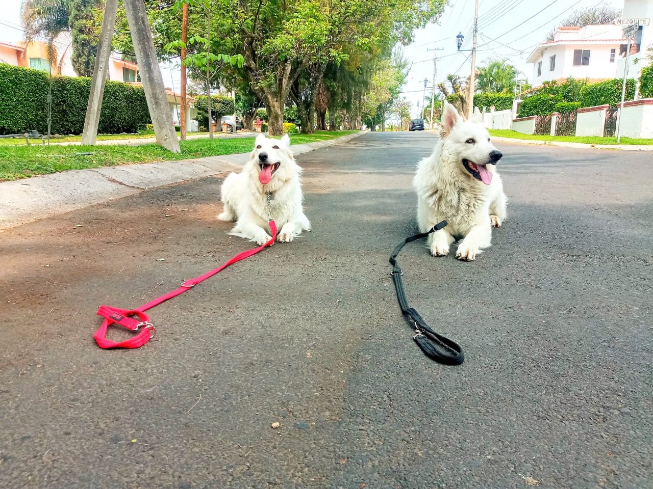 Perro entrenando