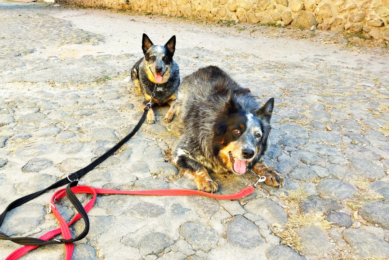 Comunicación entre dueño y perro