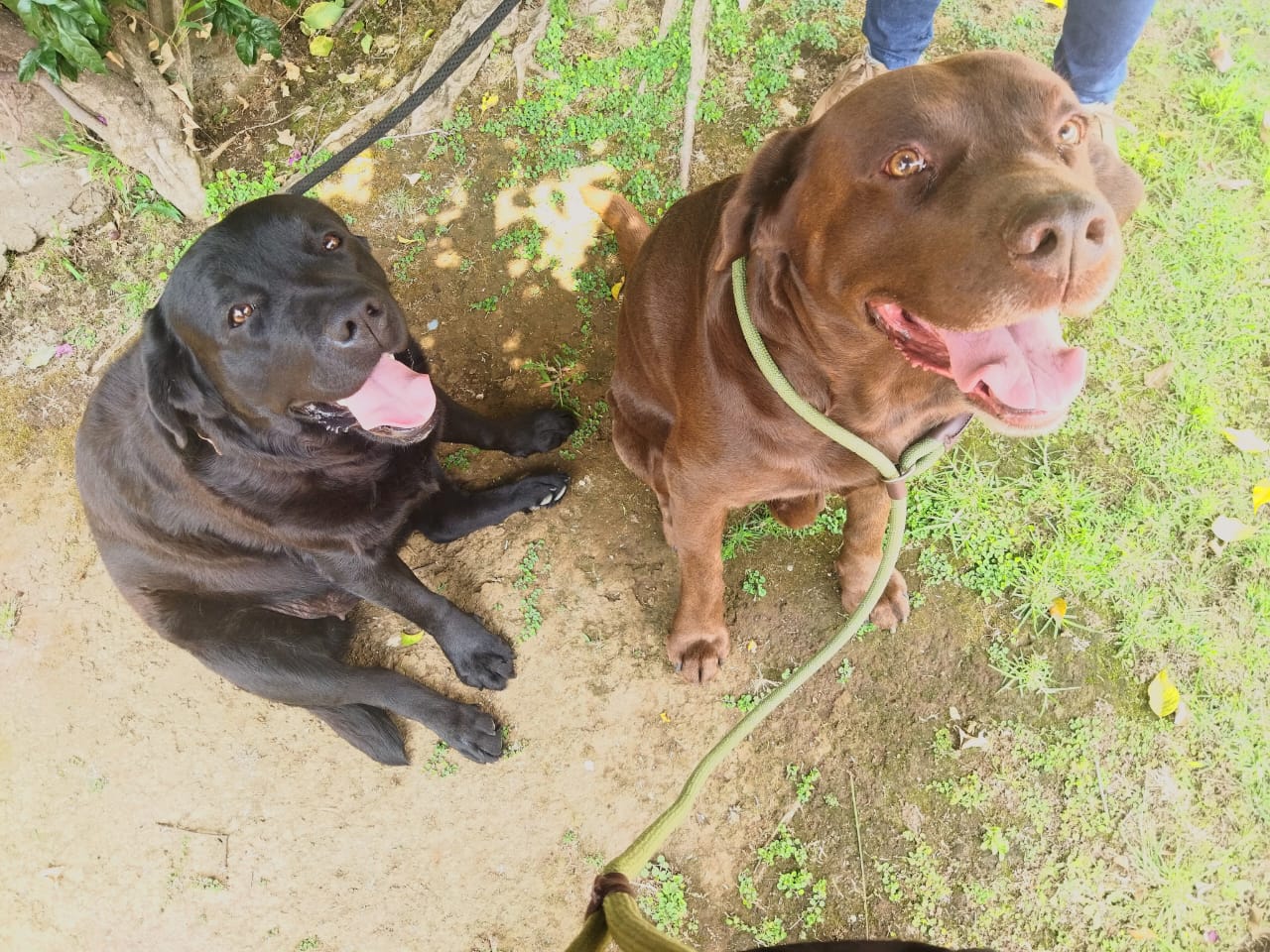 Entrenamiento de dueños con perro