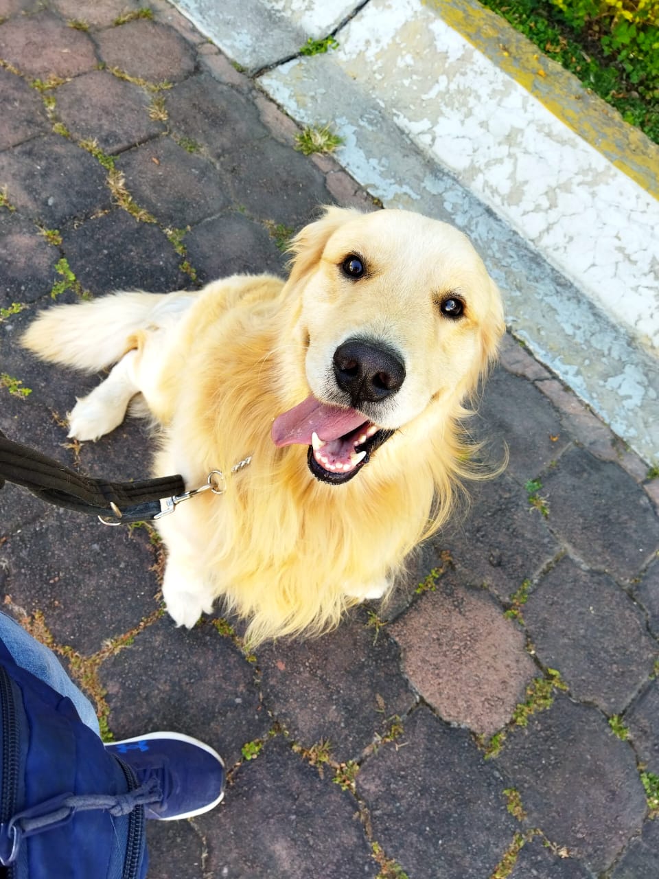 Resultados de adiestramiento canino